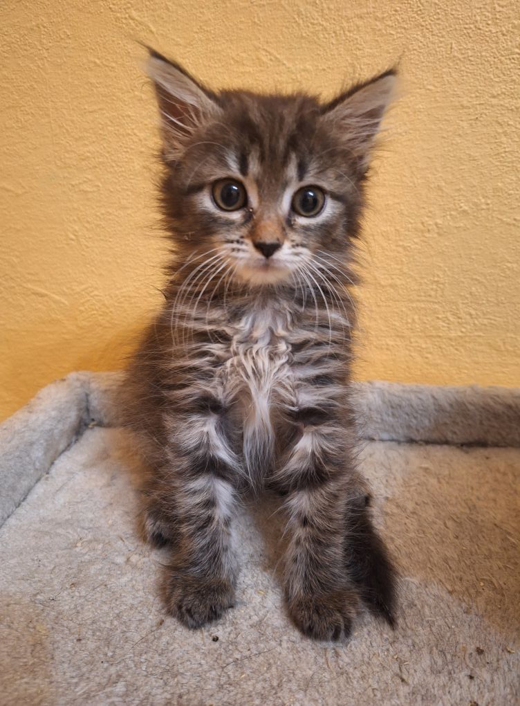 Bericht-52 von 2025-09-10